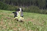 BERGER AUSTRALIEN PUPPIES 059